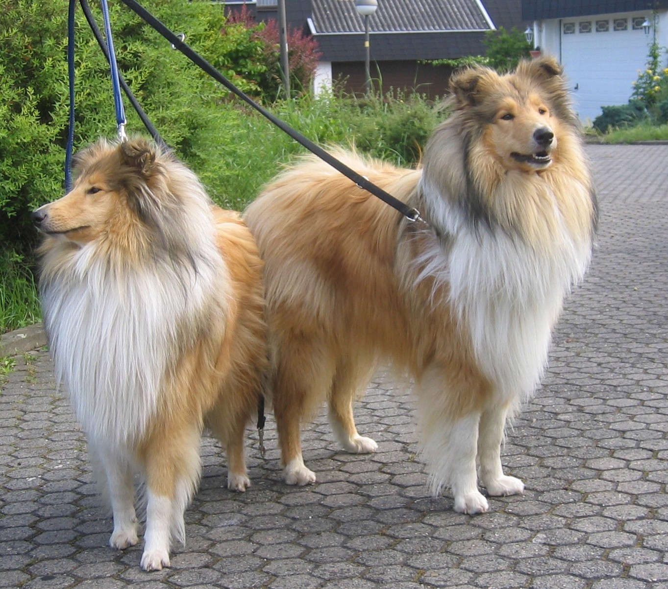 Gino 04.06.2005 HP02