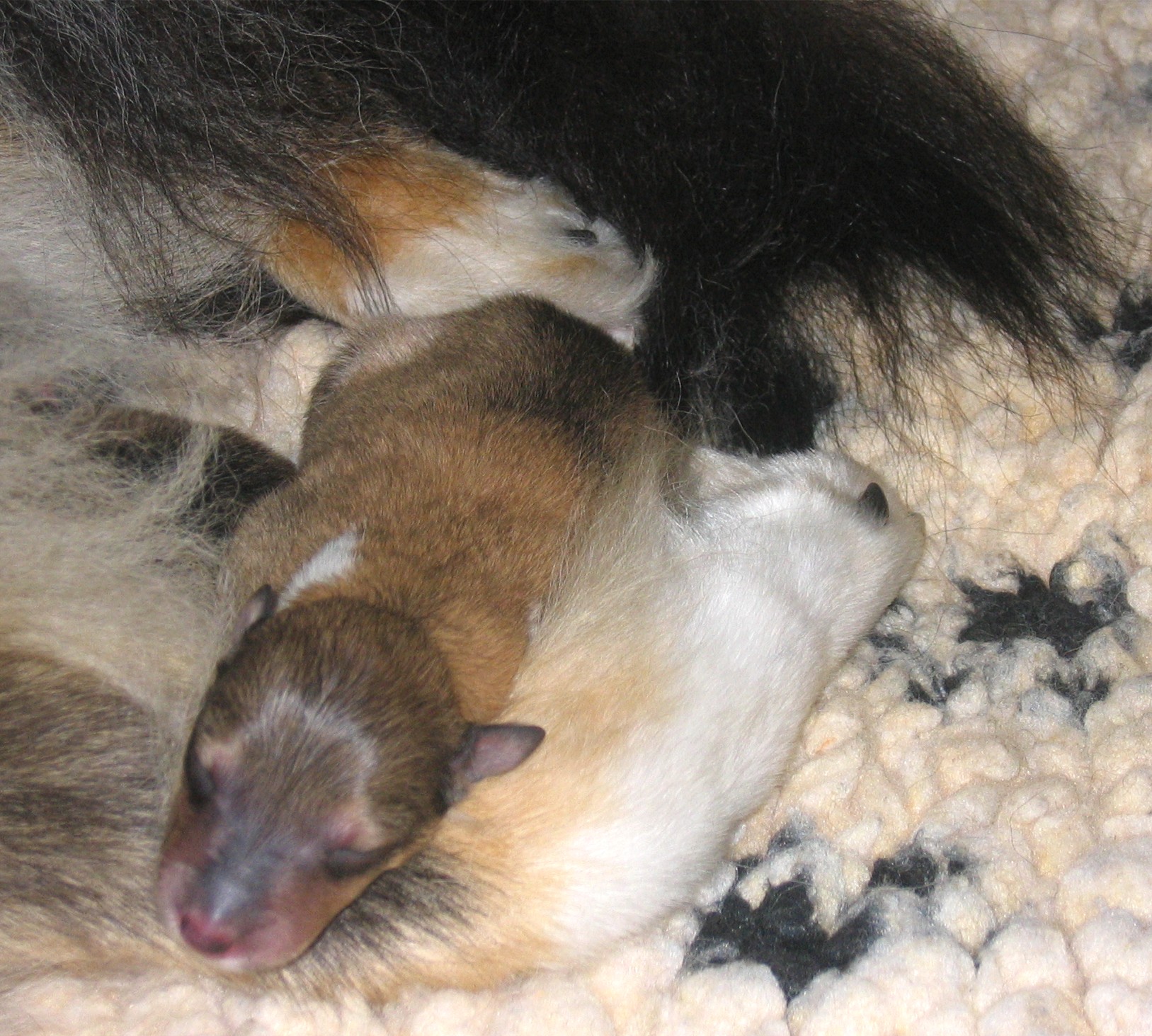 HP Welpe 22.06.2005 020