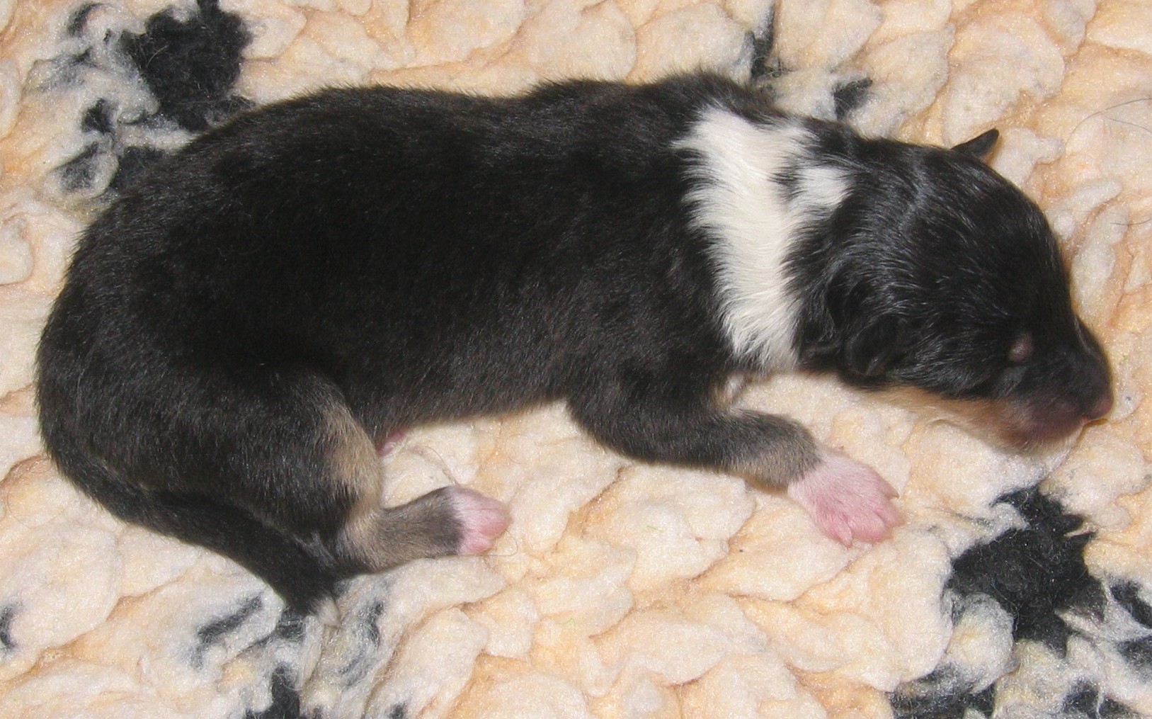 Trico 25.26.06.2005 HP