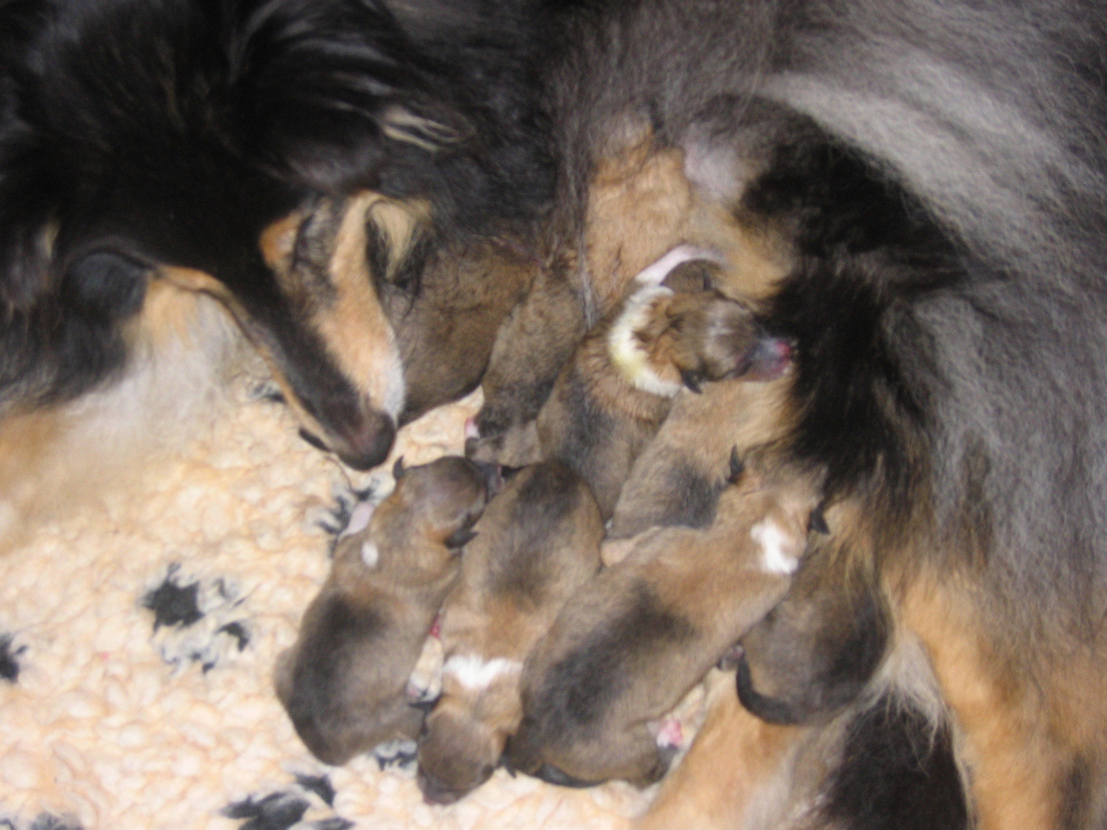 Wurfmeldung 22.06.2005 00902