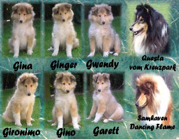 Collage 9 wochen g wurf