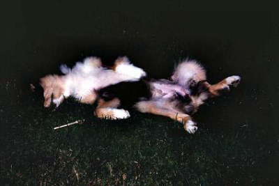 SchlafenWieErschlagen