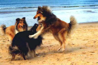 StrandDannSpielenWirEbenAllein