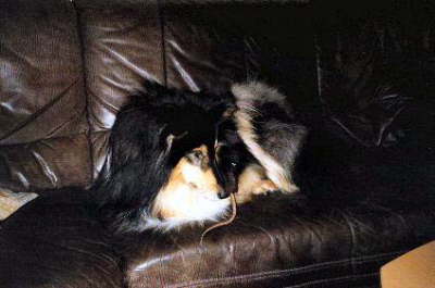 UndWoIstDieRatteVersteckt