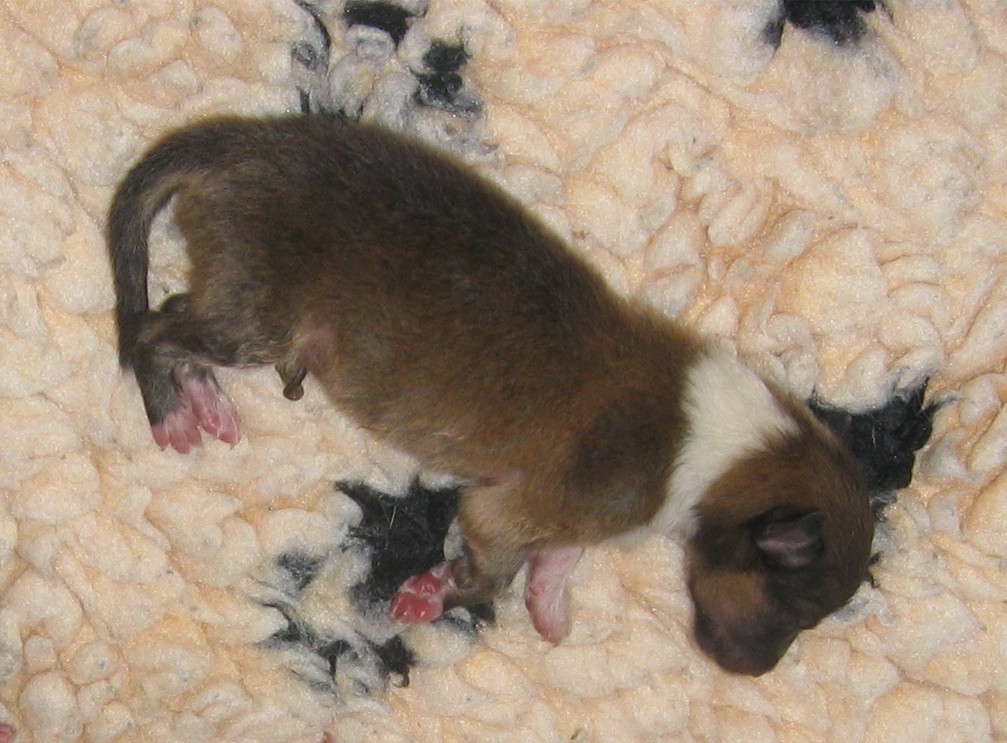 sable 25.26.06.2005 HP